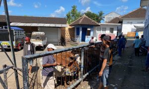 Aktivitas jual beli hewan yang ada di wilayah kerja Disperta Banyuwangi. (Foto. Istimewa)
