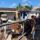 Aktivitas jual beli hewan yang ada di wilayah kerja Disperta Banyuwangi. (Foto. Istimewa)