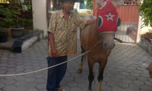 Atim bersama kuda barunya sebagai pengganti kudanya yang mati saat tradisi Puter Kayun beberapa waktu lalu. (Foto. Istimewa)