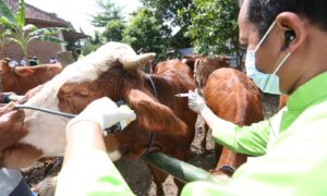 Petugas Dinas Pertanian dan Pangan Kabupaten Banyuwangi memastikan, kondisi hewan ternak di Banyuwangi sehat. (Foto. Istimewa)