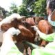 Petugas Dinas Pertanian dan Pangan Kabupaten Banyuwangi memastikan, kondisi hewan ternak di Banyuwangi sehat. (Foto. Istimewa)