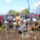 Peringati Hari Mangrove Sedunia, Banyuwangi Tanam 5000 Mangrove . (Foto. Fareh Hariyono)